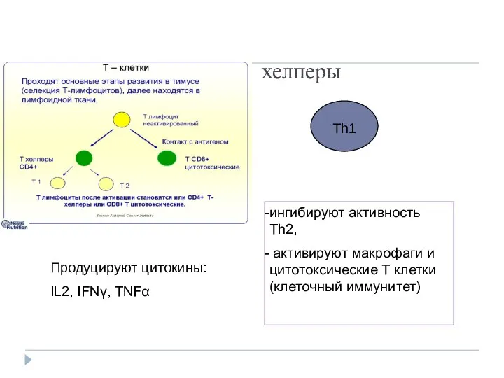 Th1 хелперы Продуцируют цитокины: IL2, IFNγ, TNFα ингибируют активность Th2, активируют