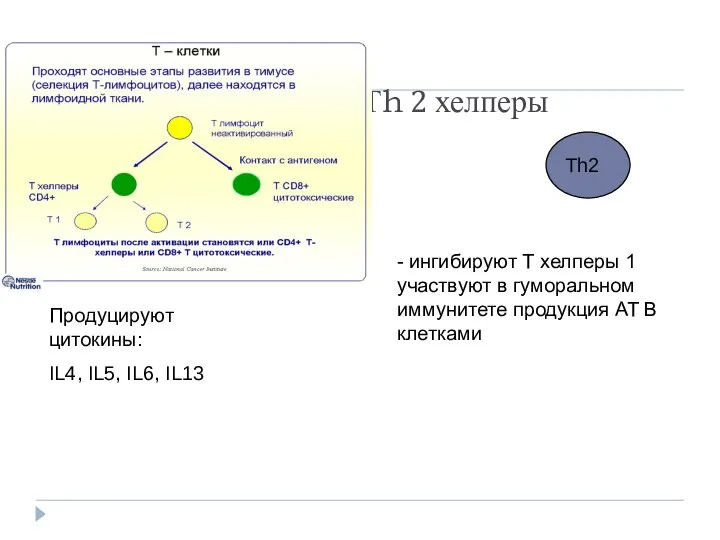 Тh 2 хелперы - ингибируют Т хелперы 1 участвуют в гуморальном