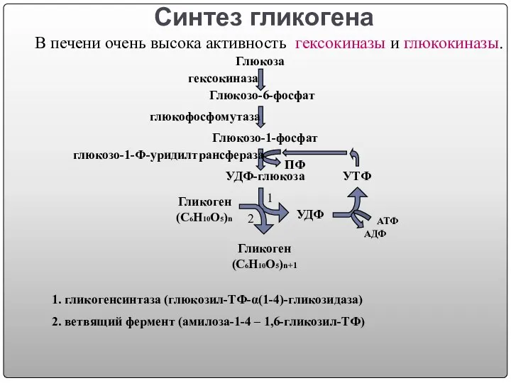 Синтез гликогена Глюкоза Глюкозо-6-фосфат Глюкозо-1-фосфат УДФ-глюкоза УДФ УТФ Гликоген (С6Н10О5)n Гликоген