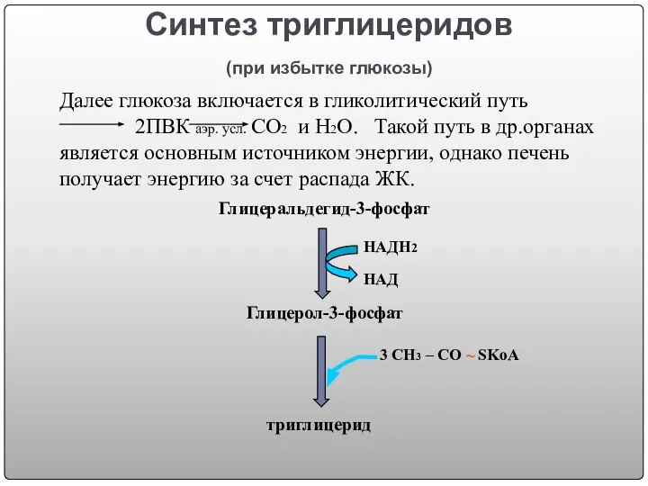 Синтез триглицеридов (при избытке глюкозы) Далее глюкоза включается в гликолитический путь