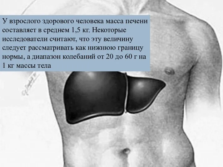 У взрослого здорового человека масса печени составляет в среднем 1,5 кг.