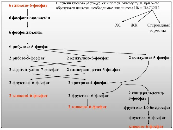 В печени глюкоза расходуется и по пентозному пути, при этом образуются