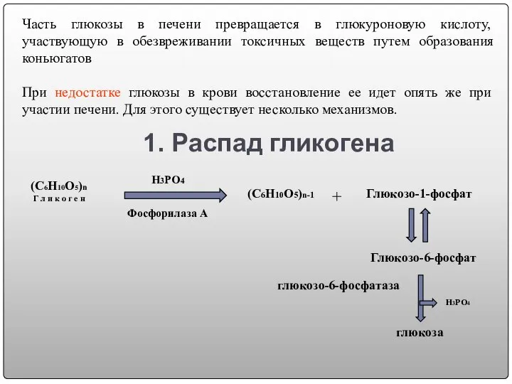 1. Распад гликогена Часть глюкозы в печени превращается в глюкуроновую кислоту,