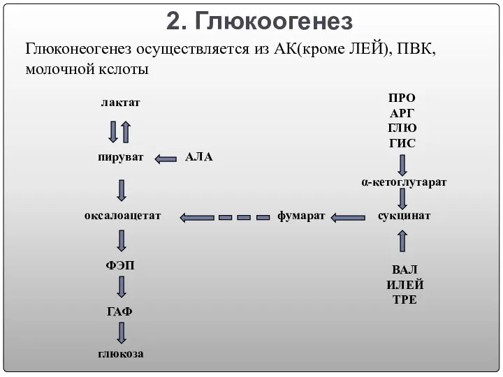 2. Глюкоогенез Глюконеогенез осуществляется из АК(кроме ЛЕЙ), ПВК, молочной кслоты