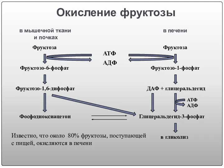 Окисление фруктозы Фруктоза Фруктозо-6-фосфат Фруктозо-1,6-дифосфат Фруктоза Фруктозо-1-фосфат ДАФ + глицеральдегид в