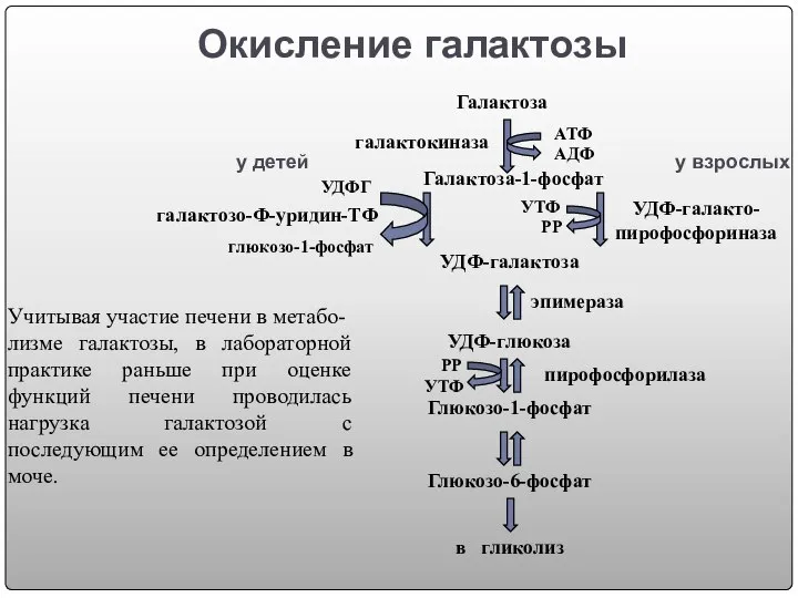 Окисление галактозы Учитывая участие печени в метабо- лизме галактозы, в лабораторной