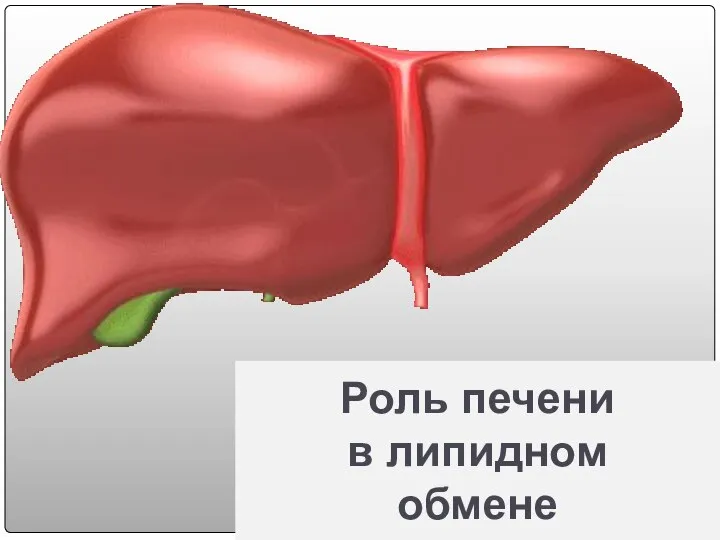 Роль печени в липидном обмене