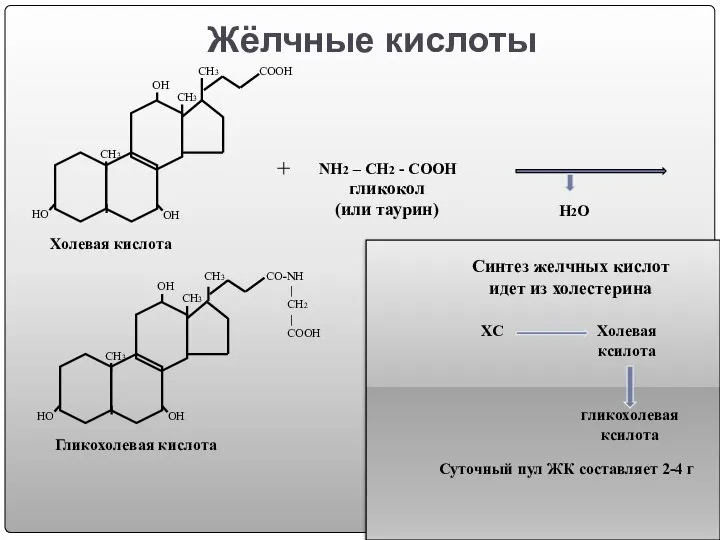 Жёлчные кислоты ОН НО ОН СН3 СН3 СН3 СООН Холевая кислота