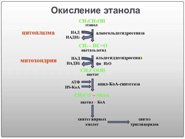 Окисление этанола СН3СН2ОН СН3 – НС=О СН3СOОH СН3СO ~ SKoA АТФ