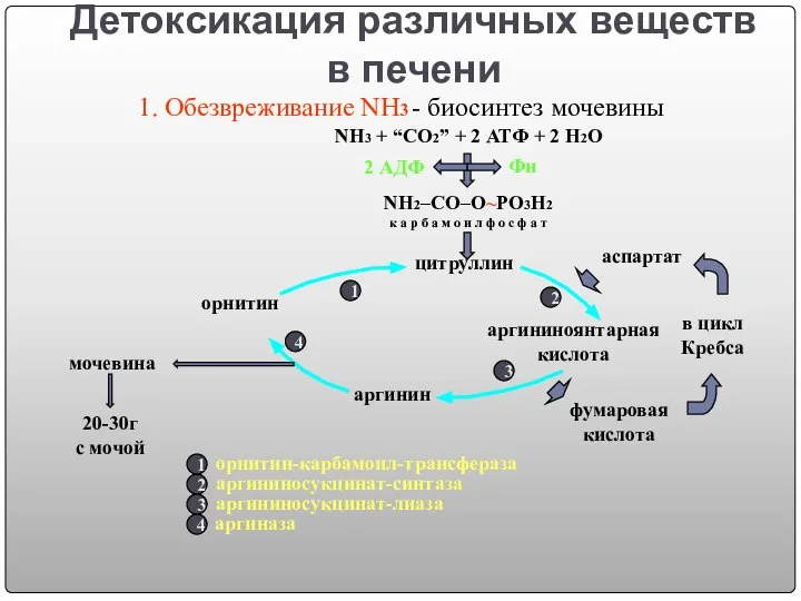 Детоксикация различных веществ в печени - биосинтез мочевины NH3 + “CO2”