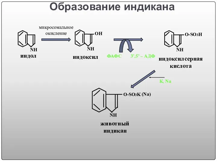 Образование индикана индоксил индол индоксилсерная кислота NH О-SO3K животный индикан ФАФС