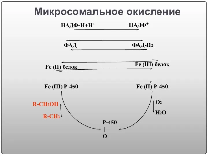 Микросомальное окисление НАДФ-Н+Н+ НАДФ+ ФАД ФАД-Н2 Fe (II) белок Fe (III)