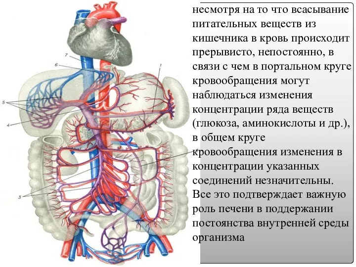 несмотря на то что всасывание питательных веществ из кишечника в кровь