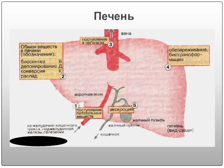 Печень