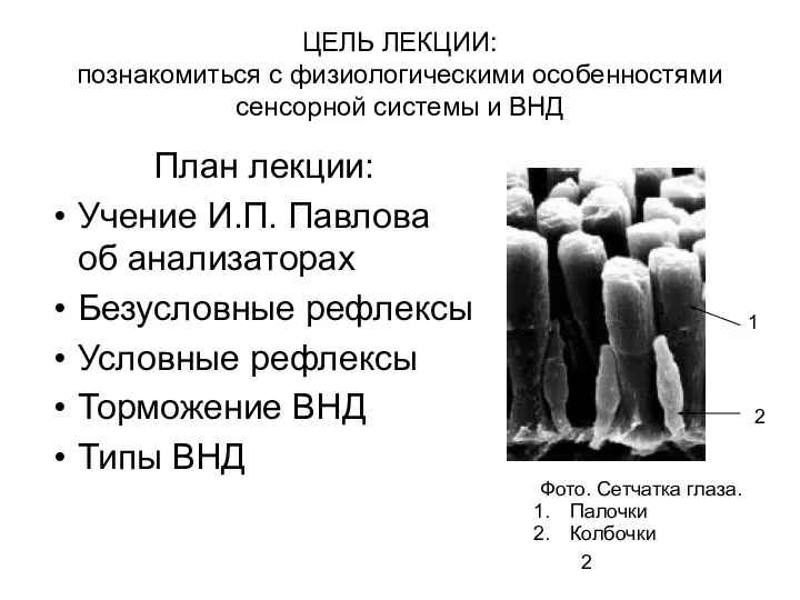 План лекции: Учение И.П. Павлова об анализаторах Безусловные рефлексы Условные рефлексы