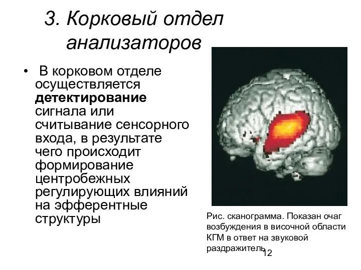 3. Корковый отдел анализаторов В корковом отделе осуществляется детектирование сигнала или