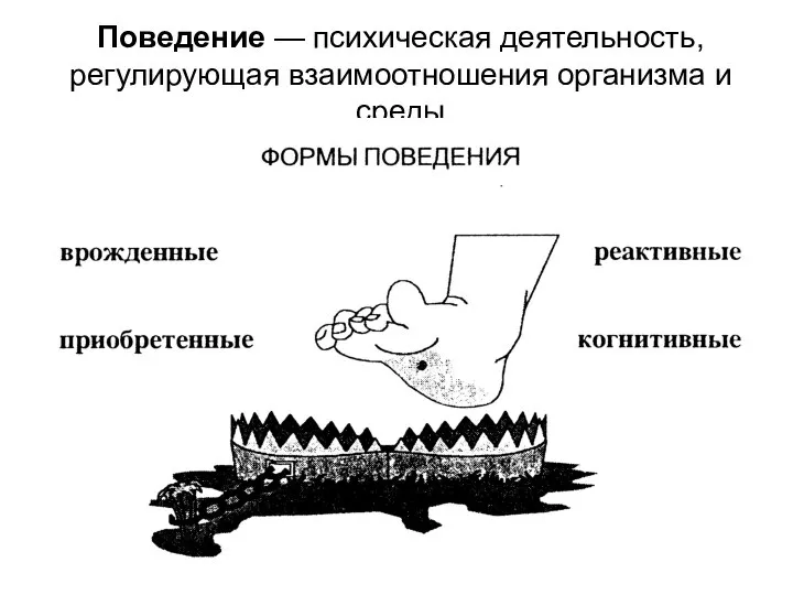 Поведение — психическая деятельность, регулирующая взаимоотношения организма и среды