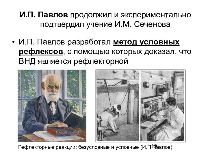 И.П. Павлов продолжил и экспериментально подтвердил учение И.М. Сеченова И.П. Павлов