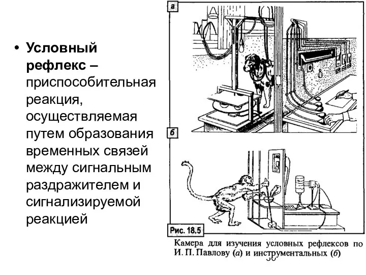 Условный рефлекс – приспособительная реакция, осуществляемая путем образования временных связей между сигнальным раздражителем и сигнализируемой реакцией