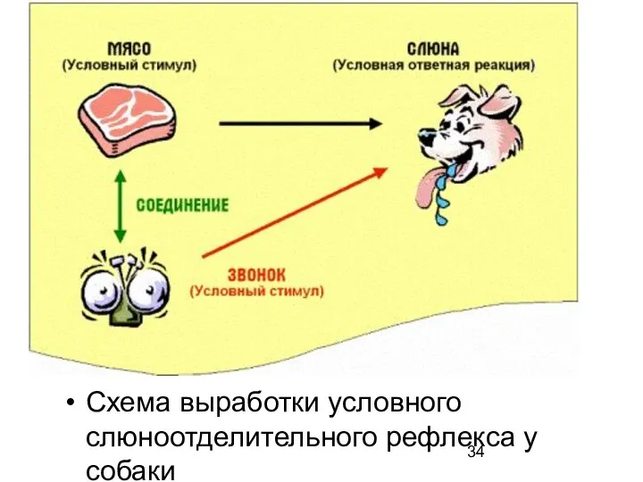 Схема выработки условного слюноотделительного рефлекса у собаки