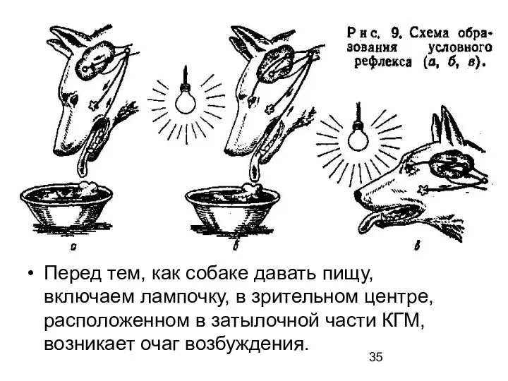 Перед тем, как собаке давать пищу, включаем лампочку, в зрительном центре,