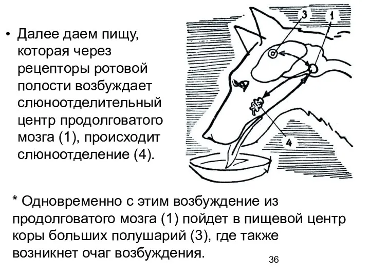 Далее даем пищу, которая через рецепторы ротовой полости возбуждает слюноотделительный центр