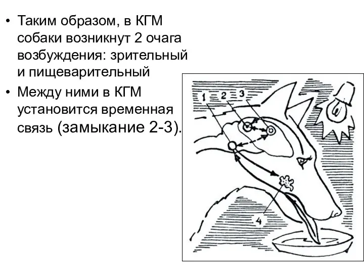 Таким образом, в КГМ собаки возникнут 2 очага возбуждения: зрительный и