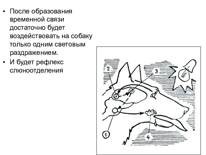 После образования временной связи достаточно будет воздействовать на собаку только одним