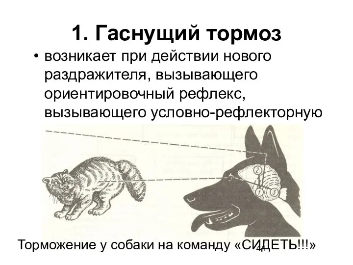 1. Гаснущий тормоз возникает при действии нового раздражителя, вызывающего ориентировочный рефлекс,