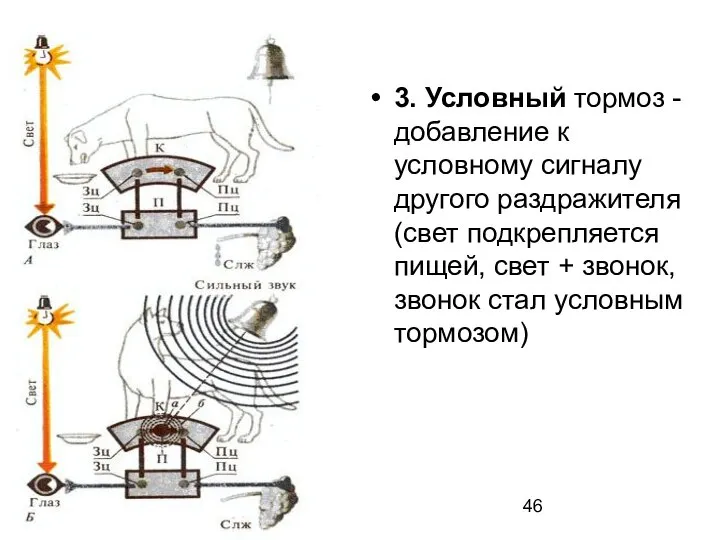 3. Условный тормоз - добавление к условному сигналу другого раздражителя (свет