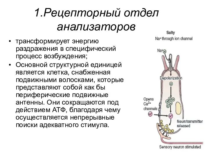 1.Рецепторный отдел анализаторов трансформирует энергию раздражения в специфический процесс возбуждения; Основной