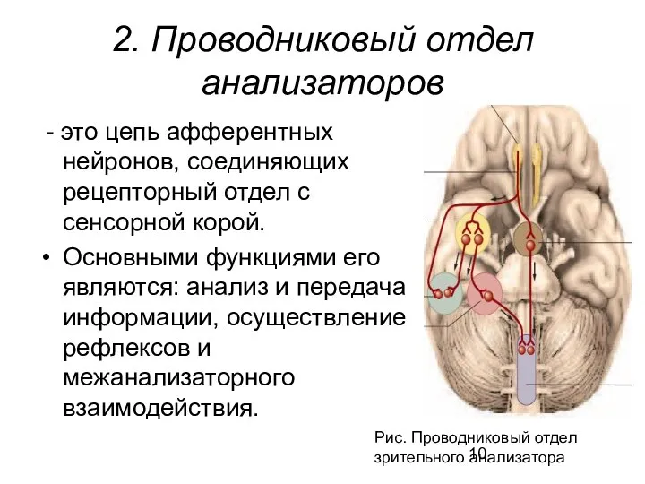 2. Проводниковый отдел анализаторов - это цепь афферентных нейронов, соединяющих рецепторный