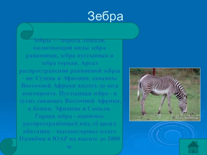 Зебра Зебры — порода лошади, включающий виды зебра равнинная, зебра пустынная