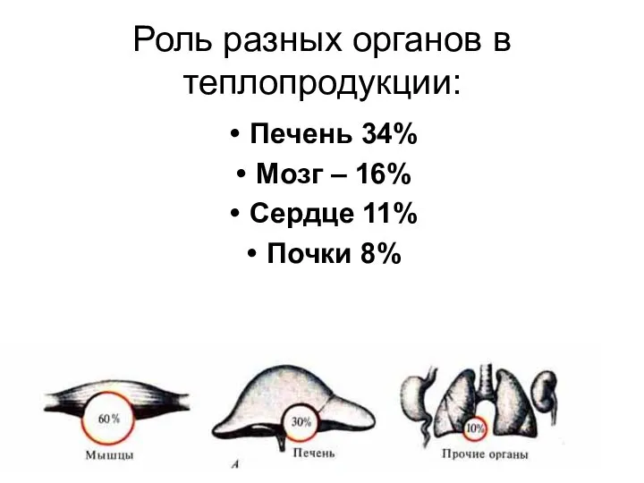 Роль разных органов в теплопродукции: Печень 34% Мозг – 16% Сердце 11% Почки 8%