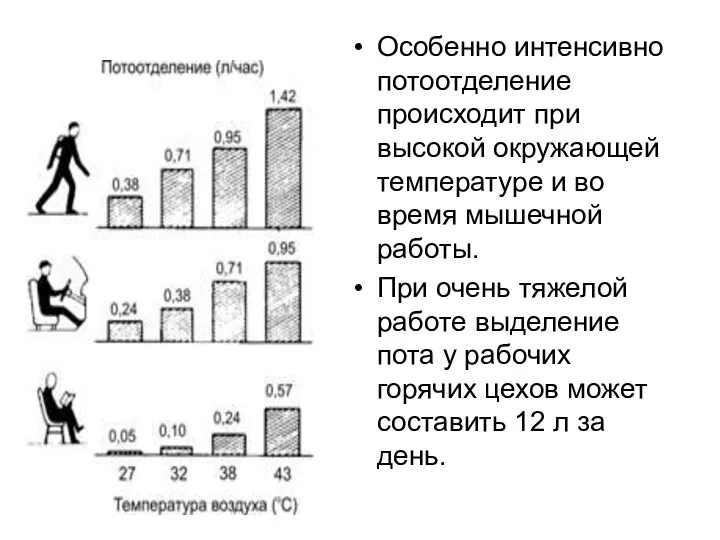 Особенно интенсивно потоотделение происходит при высокой окружающей температуре и во время