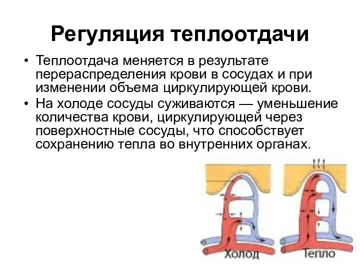 Регуляция теплоотдачи Теплоотдача меняется в результате перераспределения крови в сосудах и