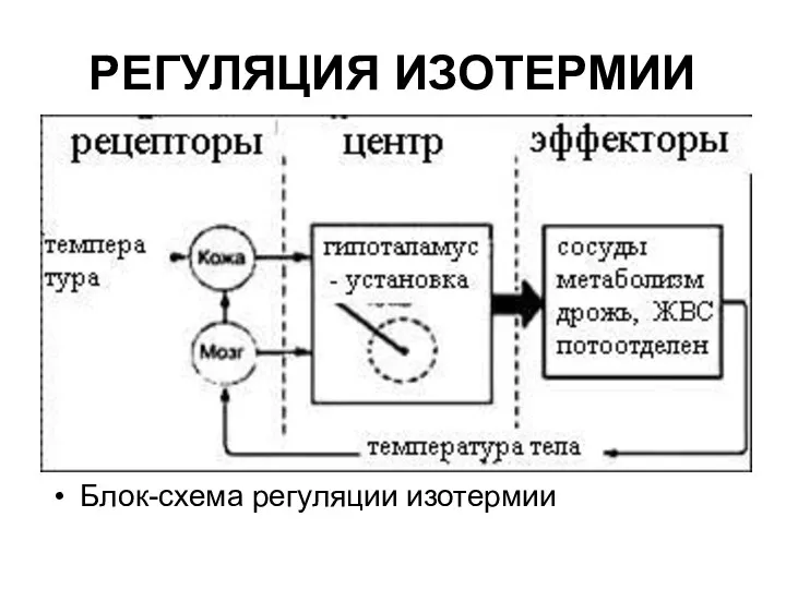 РЕГУЛЯЦИЯ ИЗОТЕРМИИ Блок-схема регуляции изотермии