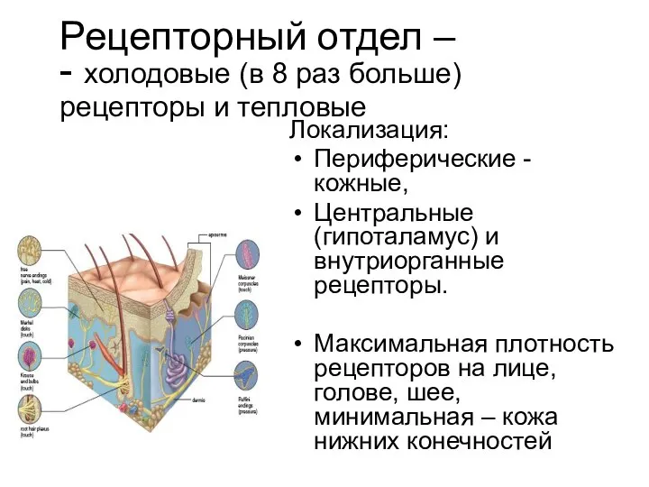 Рецепторный отдел – - холодовые (в 8 раз больше) рецепторы и