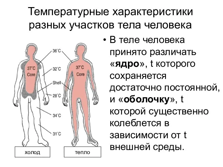 Температурные характеристики разных участков тела человека В теле человека принято различать