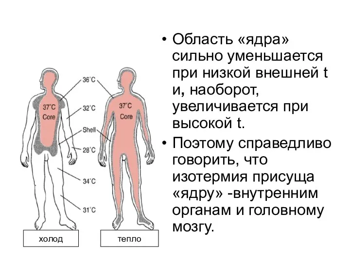 Область «ядра» сильно уменьшается при низкой внешней t и, наоборот, увеличивается