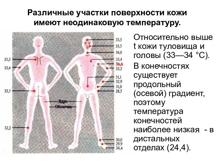 Различные участки поверхности кожи имеют неодинаковую температуру. Относительно выше t кожи