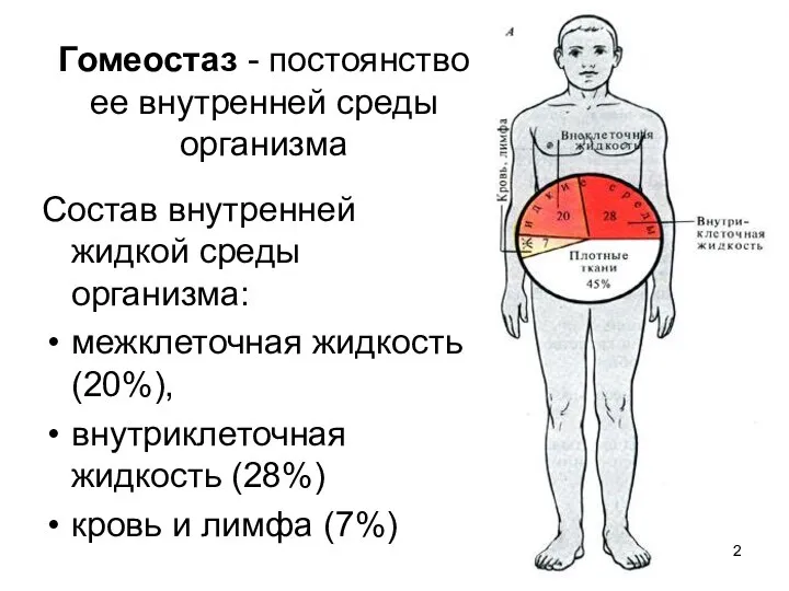 Гомеостаз - постоянство ее внутренней среды организма Состав внутренней жидкой среды