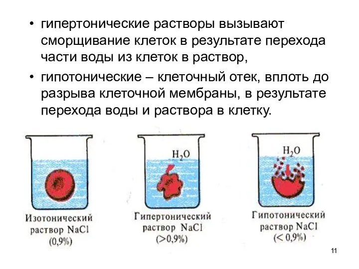 гипертонические растворы вызывают сморщивание клеток в результате перехода части воды из