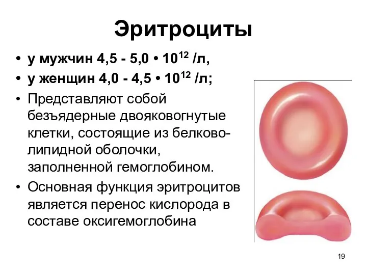 Эритроциты у мужчин 4,5 - 5,0 • 1012 /л, у женщин