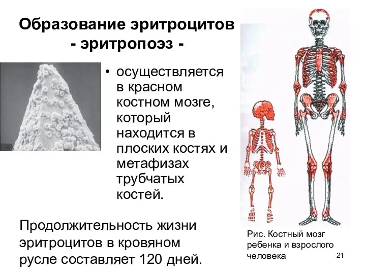 Образование эритроцитов - эритропоэз - осуществляется в красном костном мозге, который