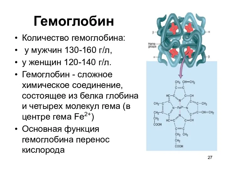 Гемоглобин Количество гемоглобина: у мужчин 130-160 г/л, у женщин 120-140 г/л.