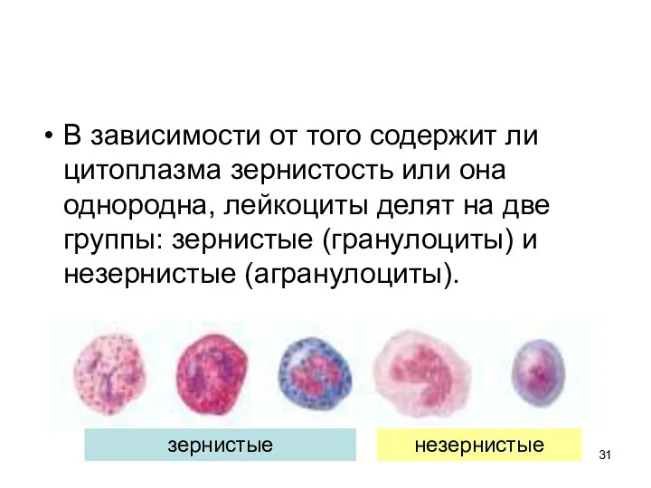 В зависимости от того содержит ли цитоплазма зернистость или она однородна,