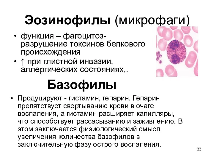 Эозинофилы (микрофаги) функция – фагоцитоз- разрушение токсинов белкового происхождения ↑ при