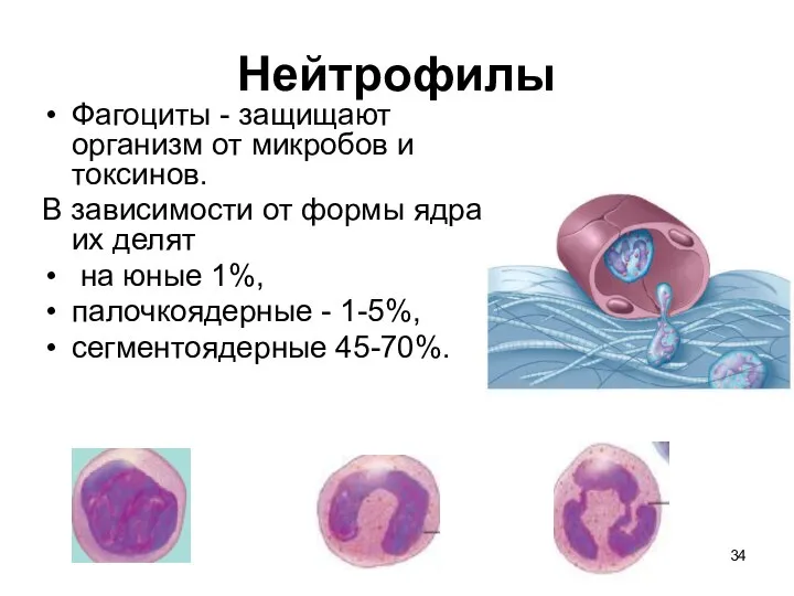 Нейтрофилы Фагоциты - защищают организм от микробов и токсинов. В зависимости