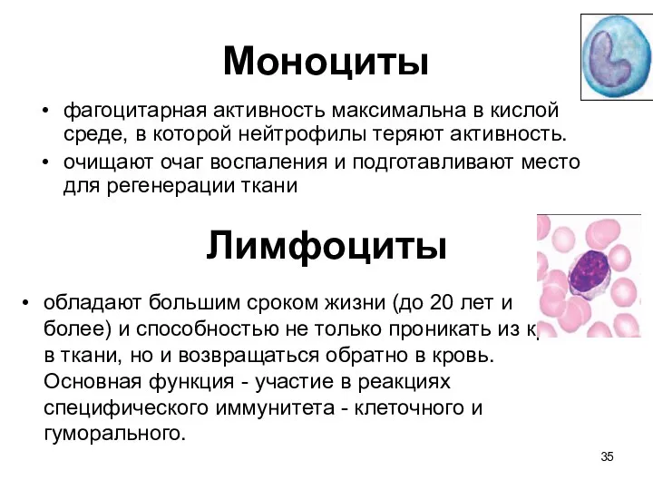 Моноциты фагоцитарная активность максимальна в кислой среде, в которой нейтрофилы теряют